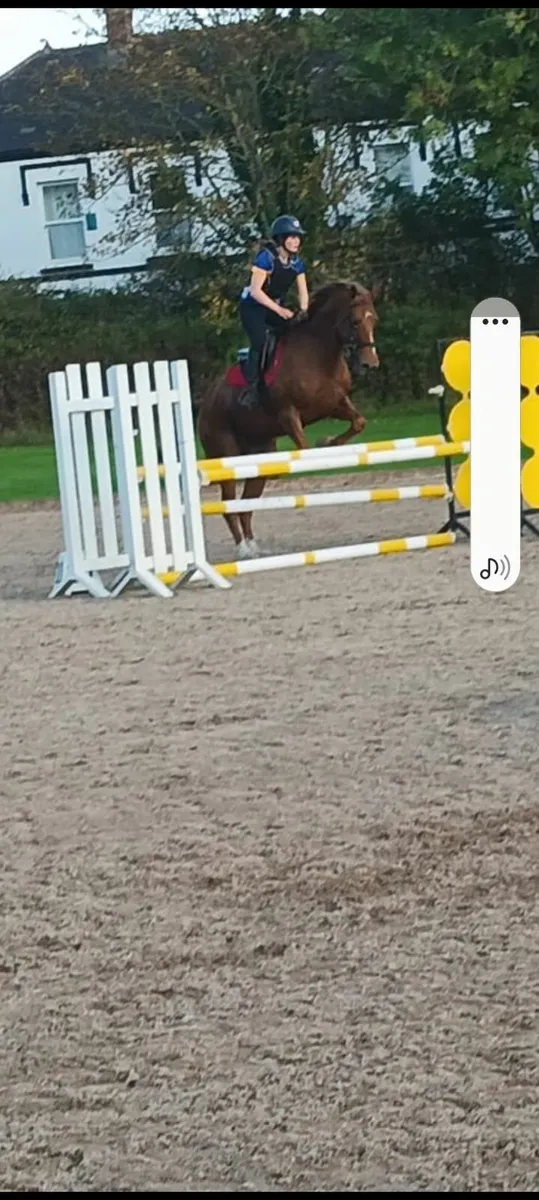 Irish Sports Horse - Image 2