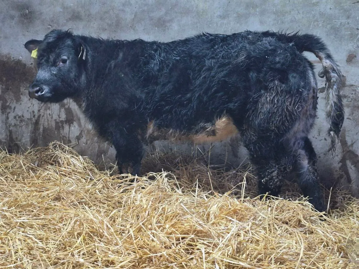 🌟 Super Blue Heifer 🌟 - Image 1