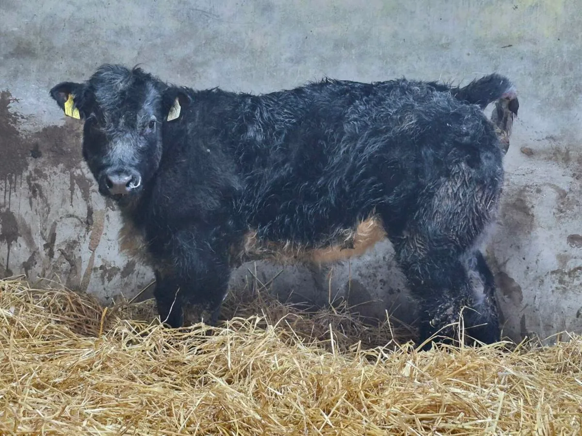 🌟 Super Blue Heifer 🌟 - Image 2