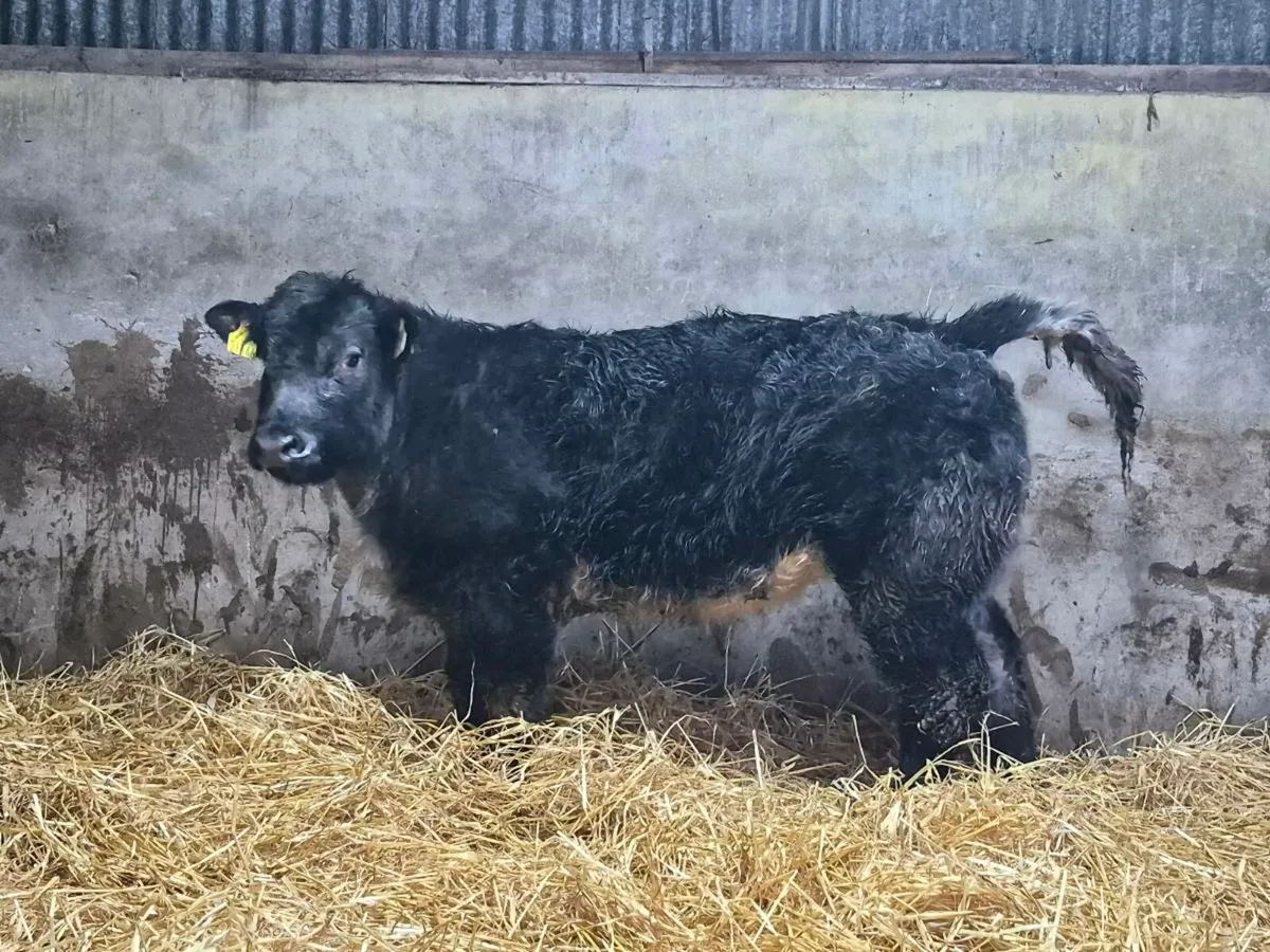 🌟 Super Blue Heifer 🌟 - Image 3