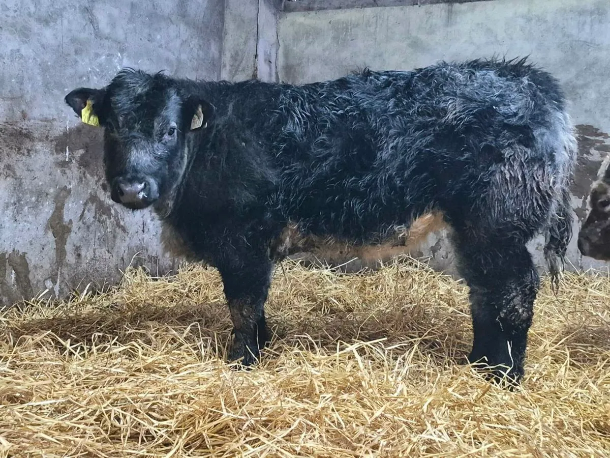 🌟 Super Blue Heifer 🌟 - Image 4