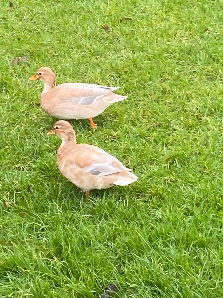 Butterscotch Call Ducks - Image 1