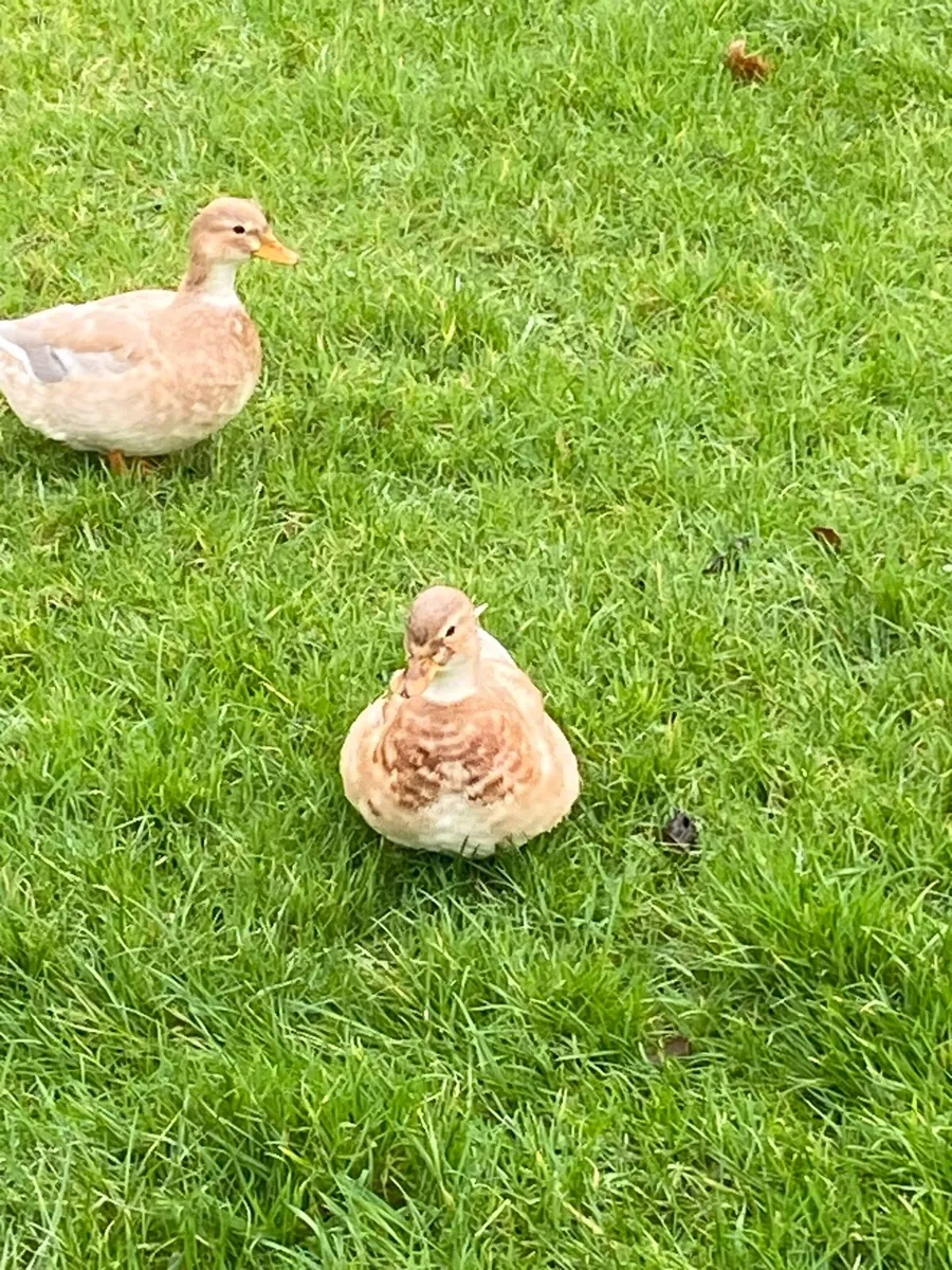 Butterscotch Call Ducks - Image 2