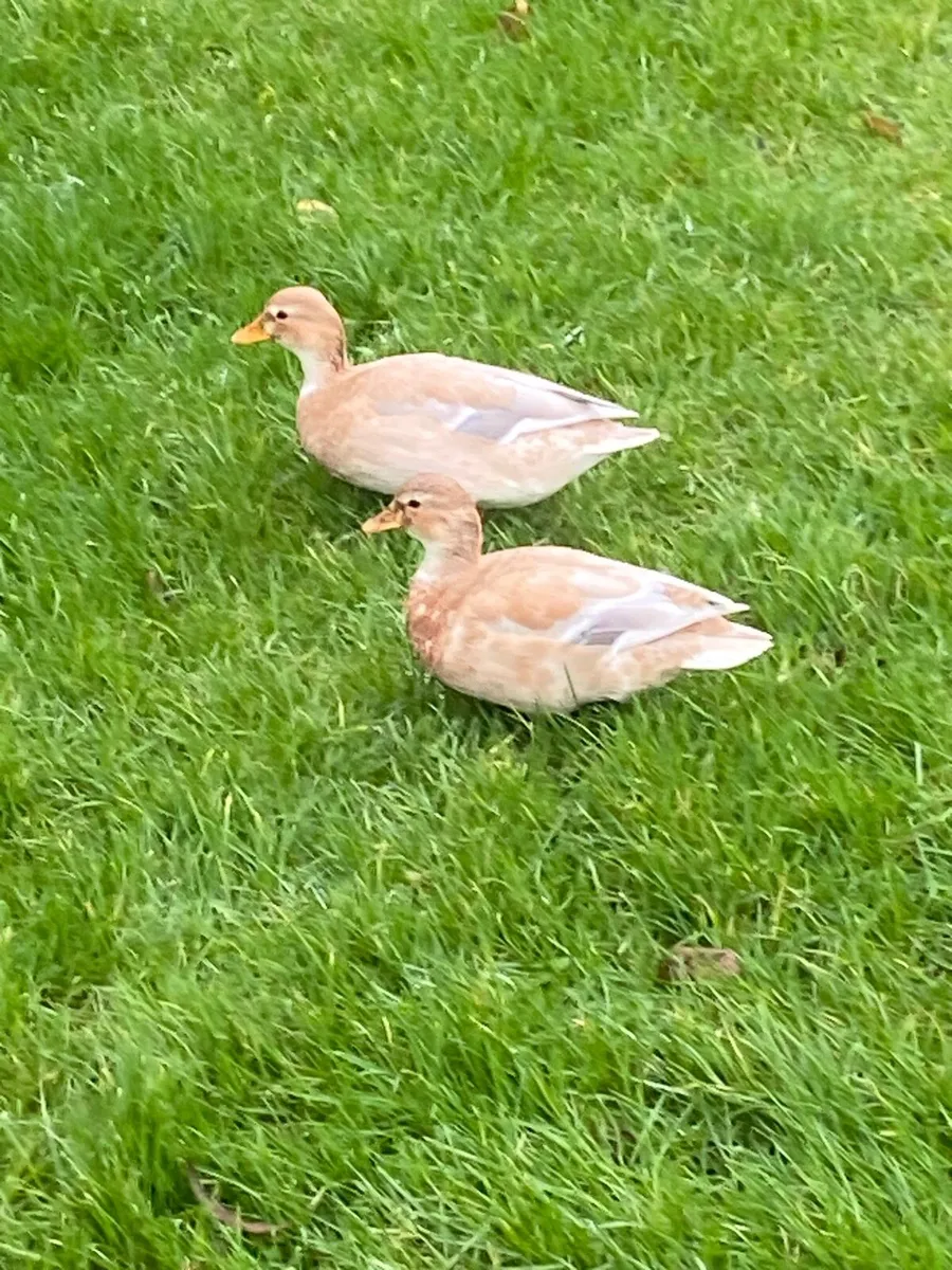 Butterscotch Call Ducks - Image 3