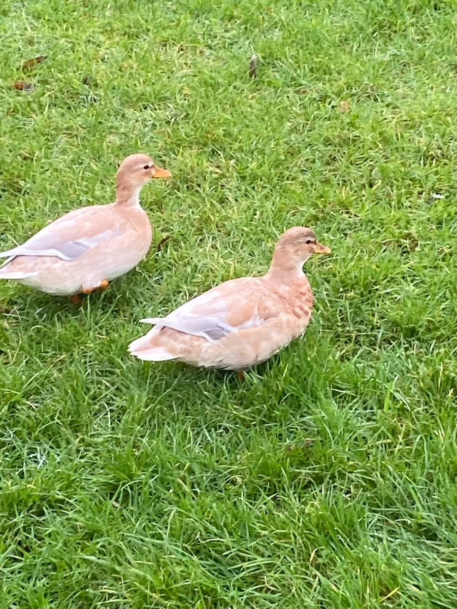 Butterscotch Call Ducks - Image 4