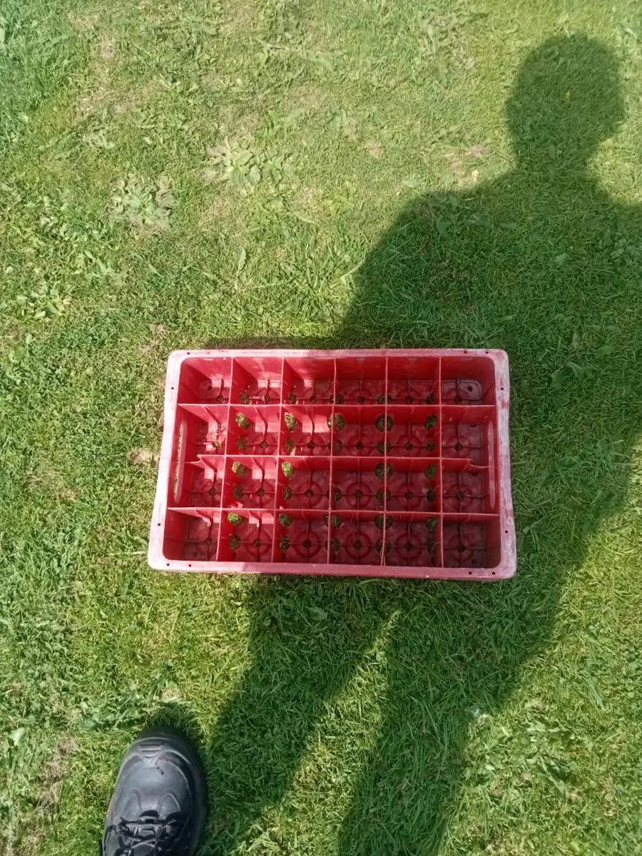 Old coca cola crate - Image 2