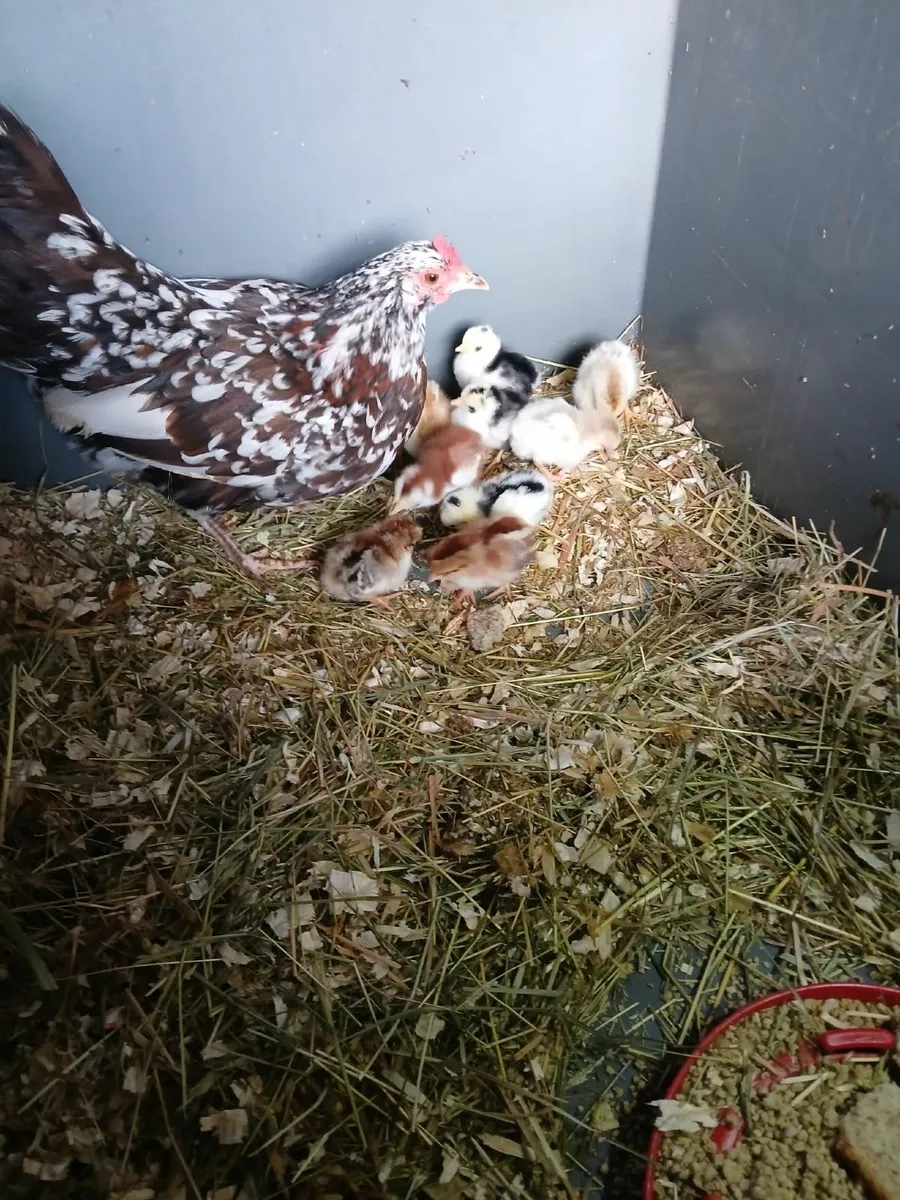 Bantam hen & chicks AND Bantam pullets - Image 1