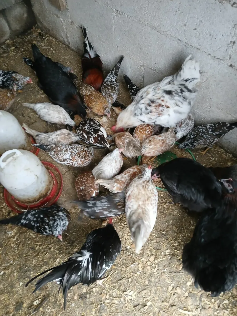 Bantam hen & chicks AND Bantam pullets - Image 3