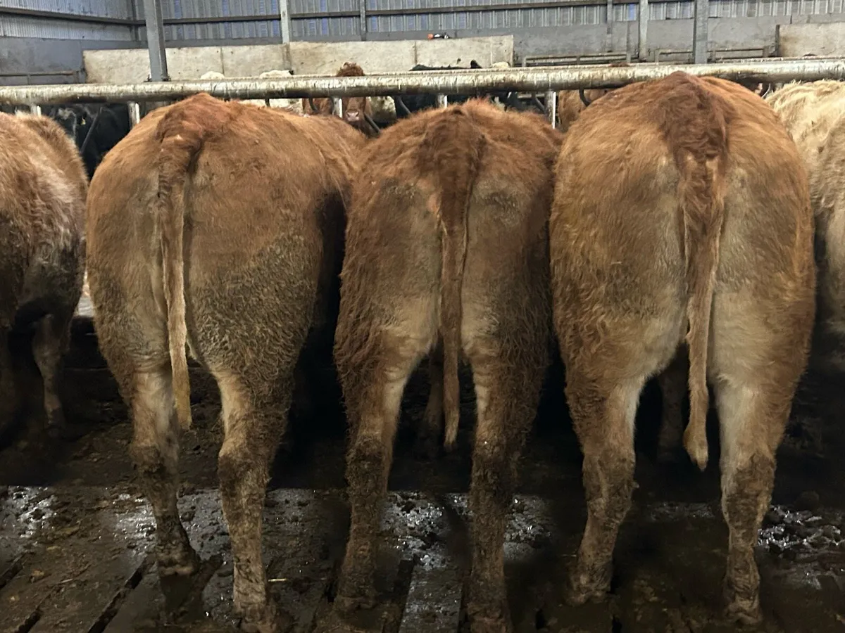 20 super red limousine incalf heifers - Image 2