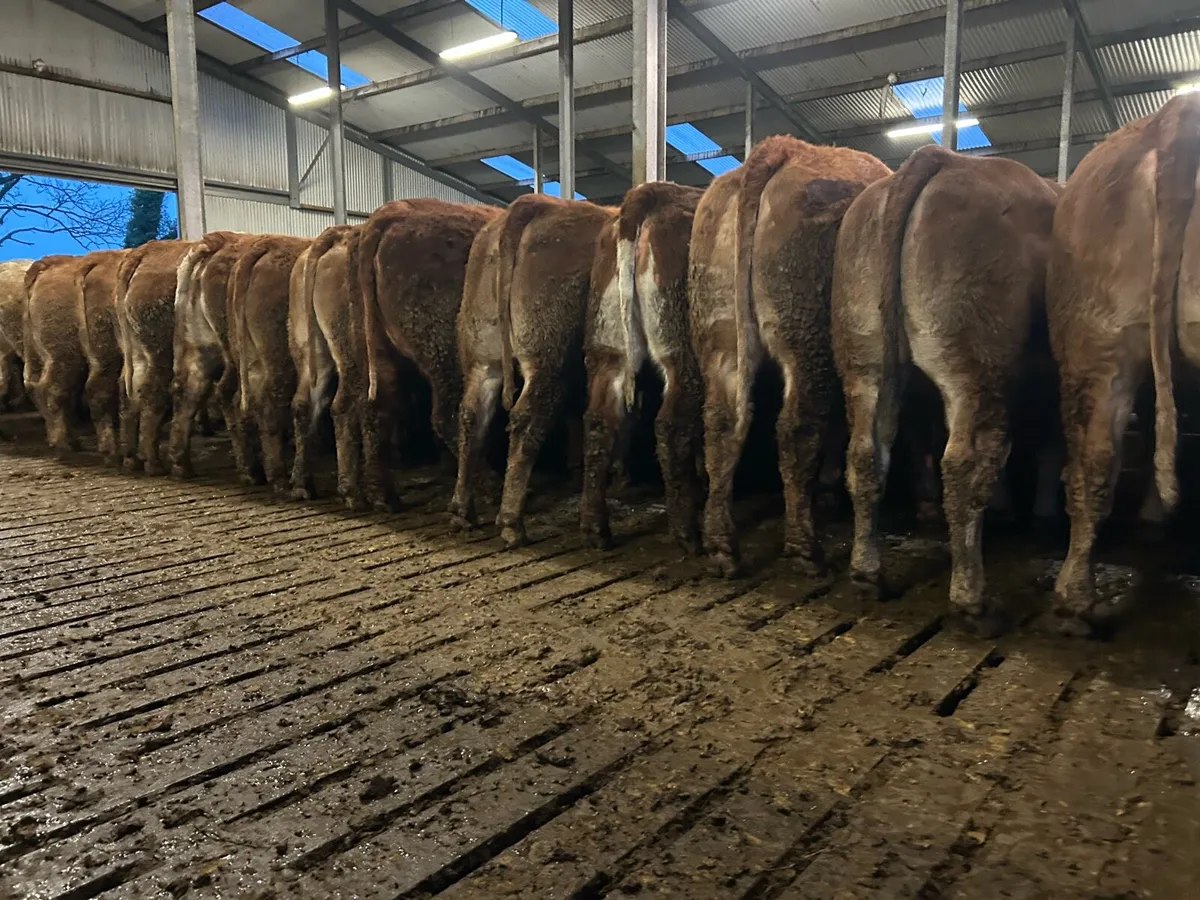 20 super red limousine incalf heifers - Image 3