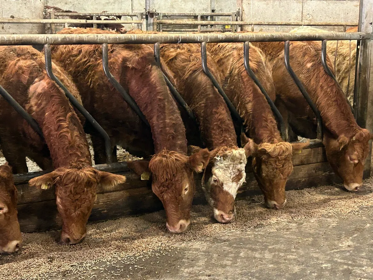 20 super red limousine incalf heifers - Image 4