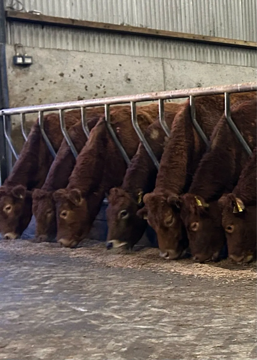 20 super red limousine incalf heifers - Image 1