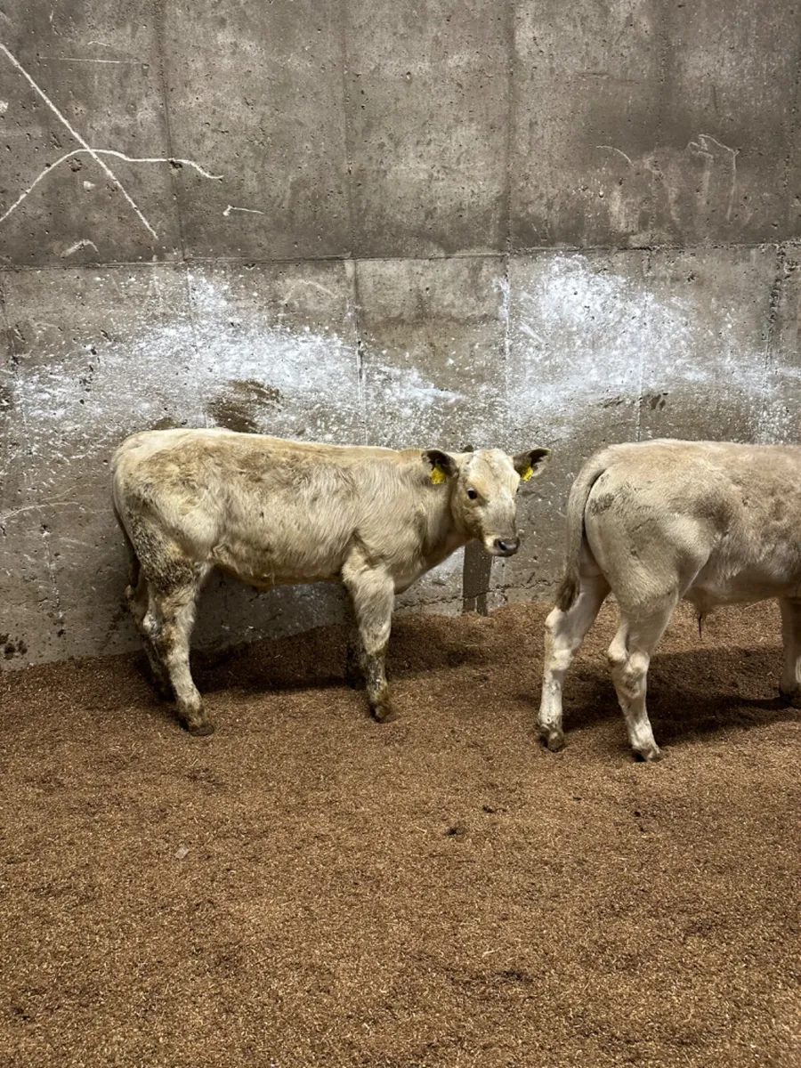 Charolais bulls - Image 2