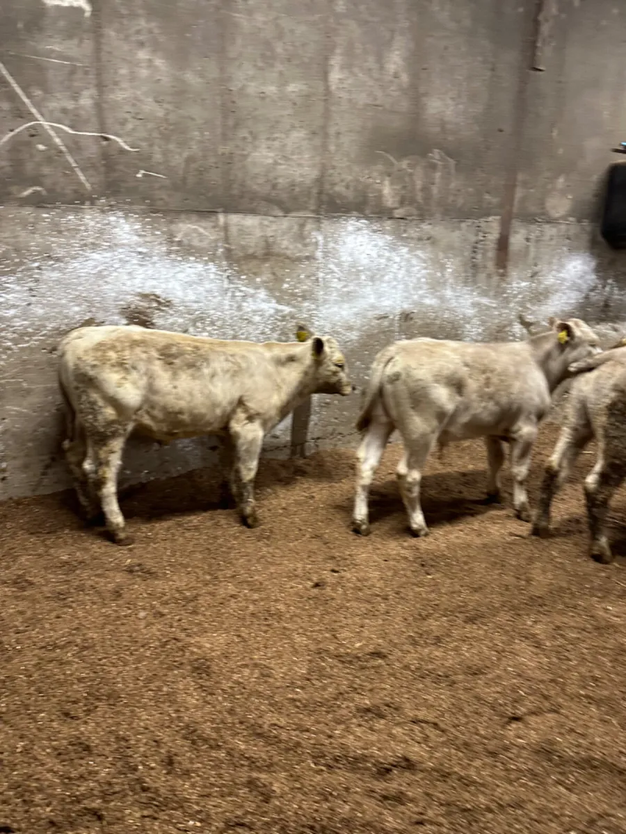 Charolais bulls - Image 4