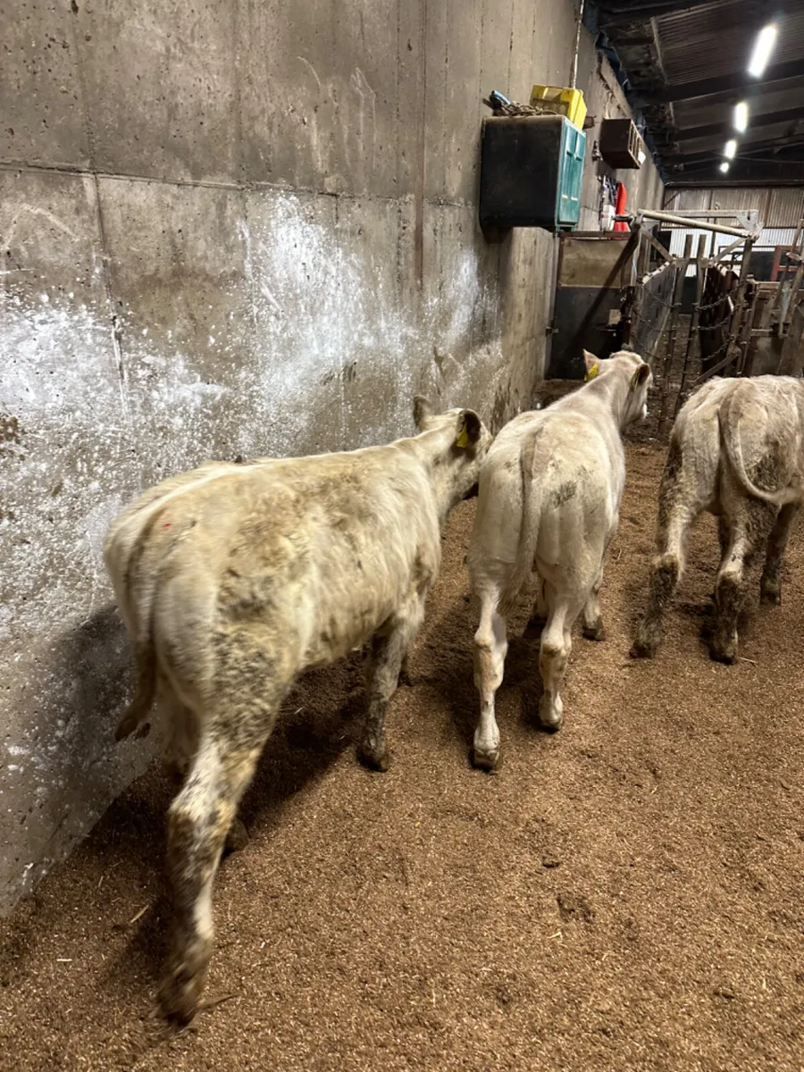 Charolais bulls - Image 3