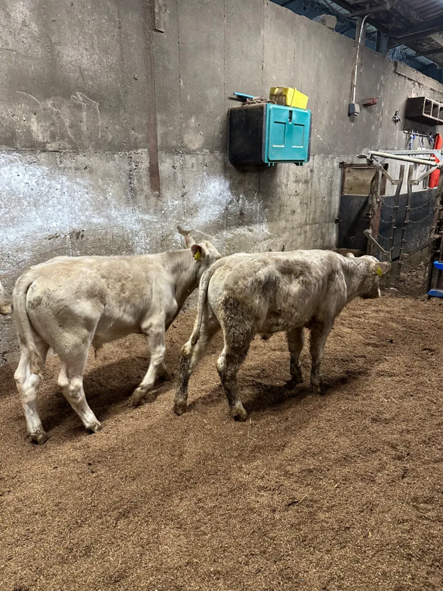 Charolais bulls - Image 1