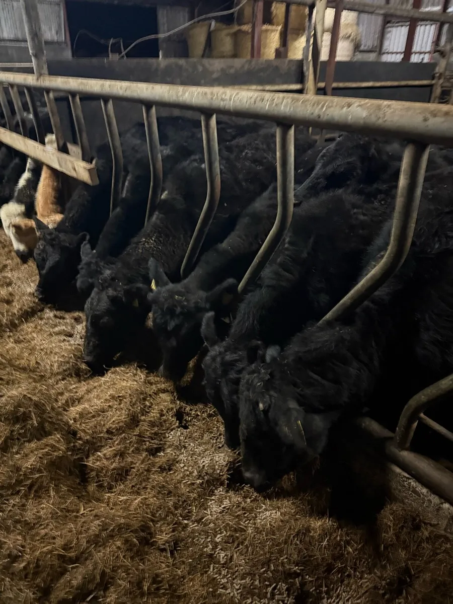 Angus bullocks - Image 1