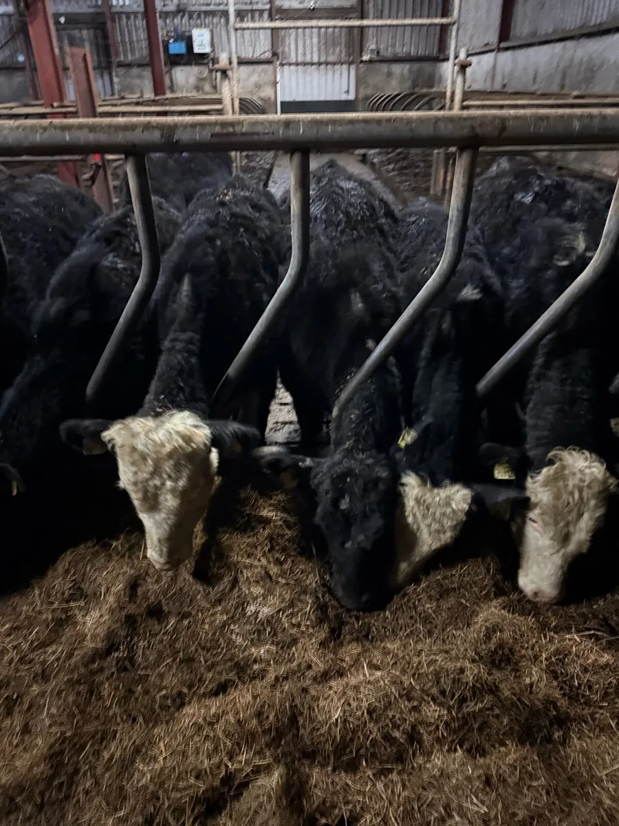 Angus bullocks - Image 2