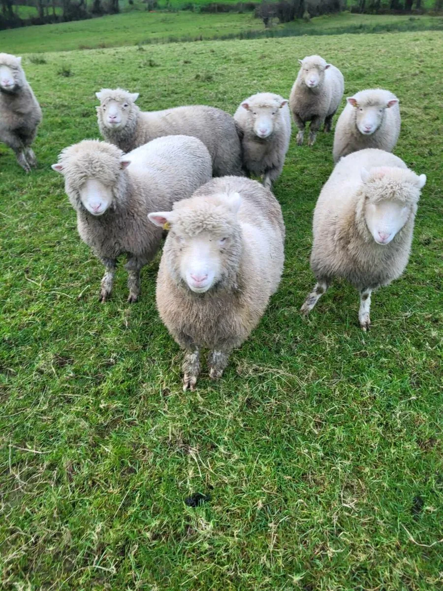 Dorset ewe lambs - Image 1