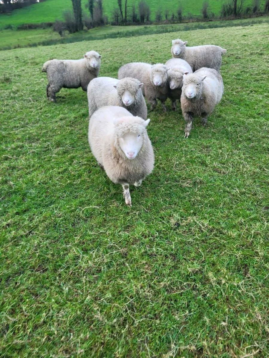 Dorset ewe lambs - Image 4