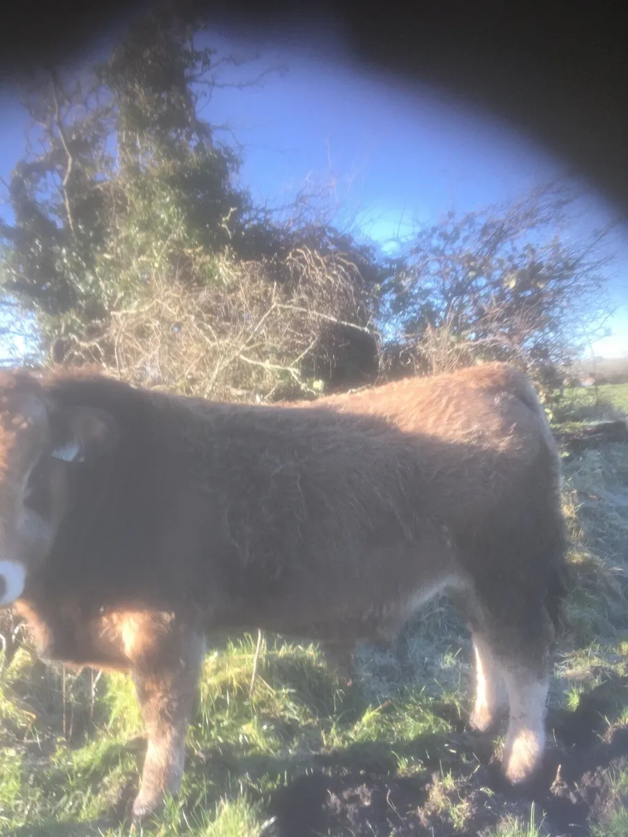 Beef Cattle - Image 1