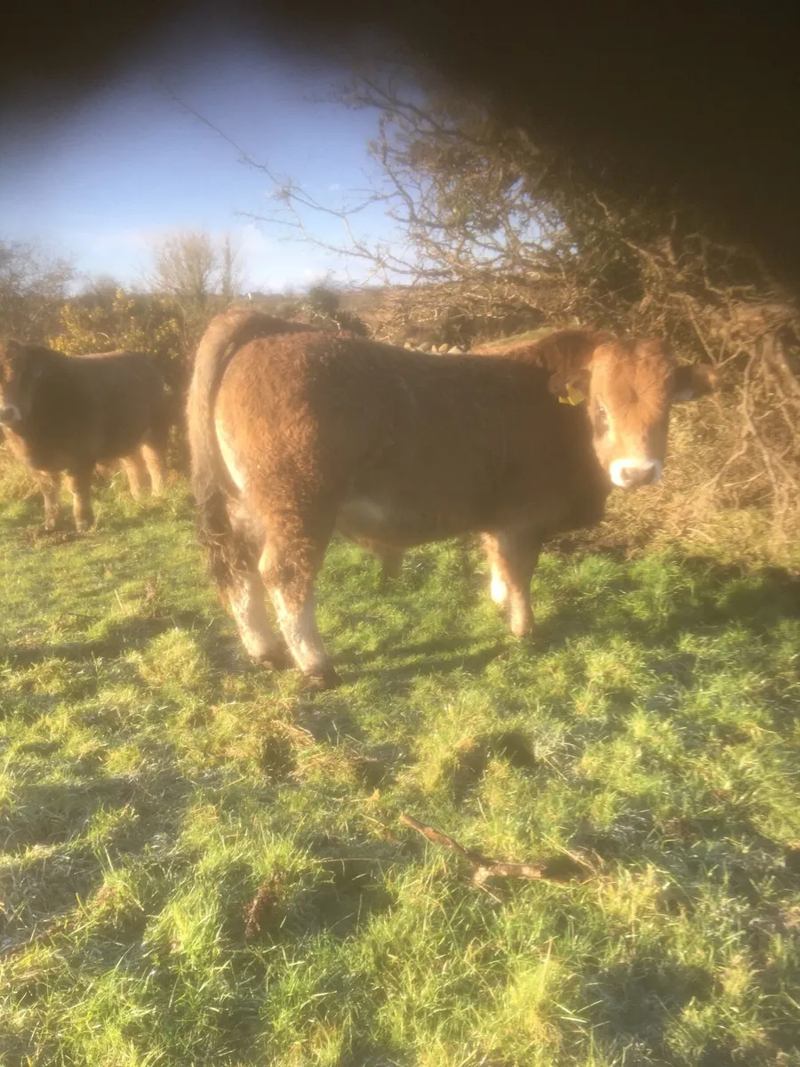 Beef Cattle - Image 3