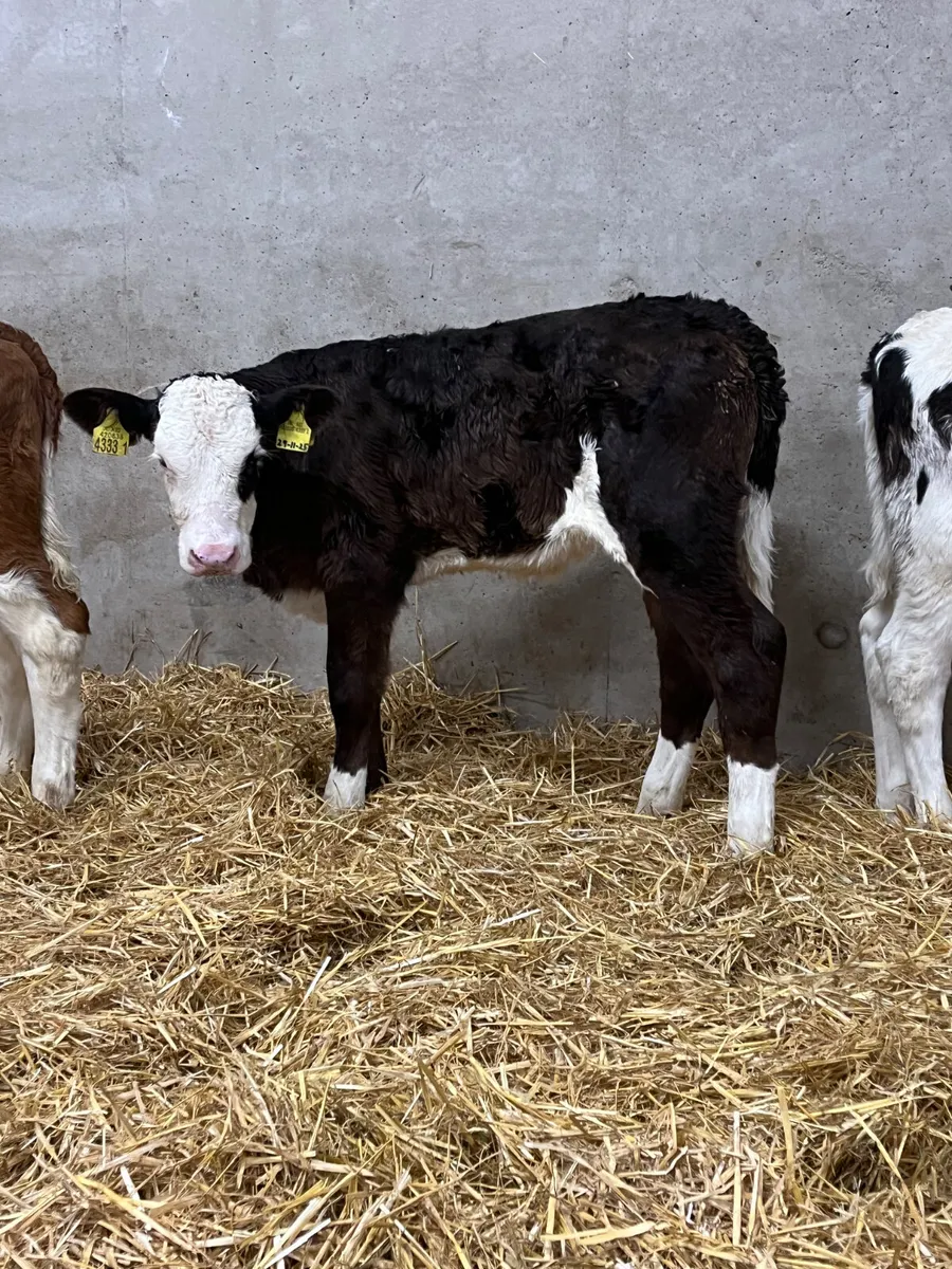 4 Flekveigh Heifer Calves - Image 2