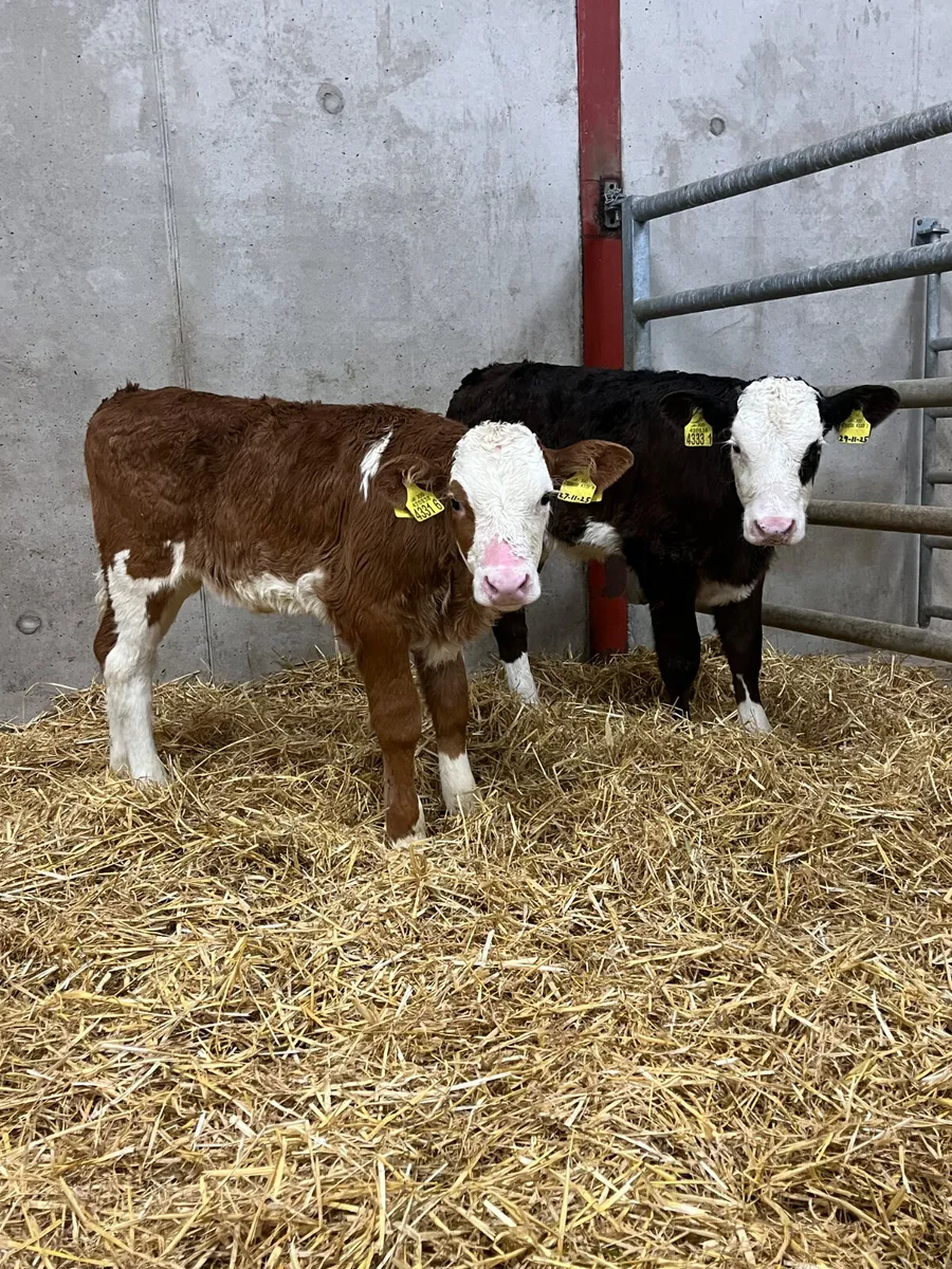 4 Flekveigh Heifer Calves - Image 1
