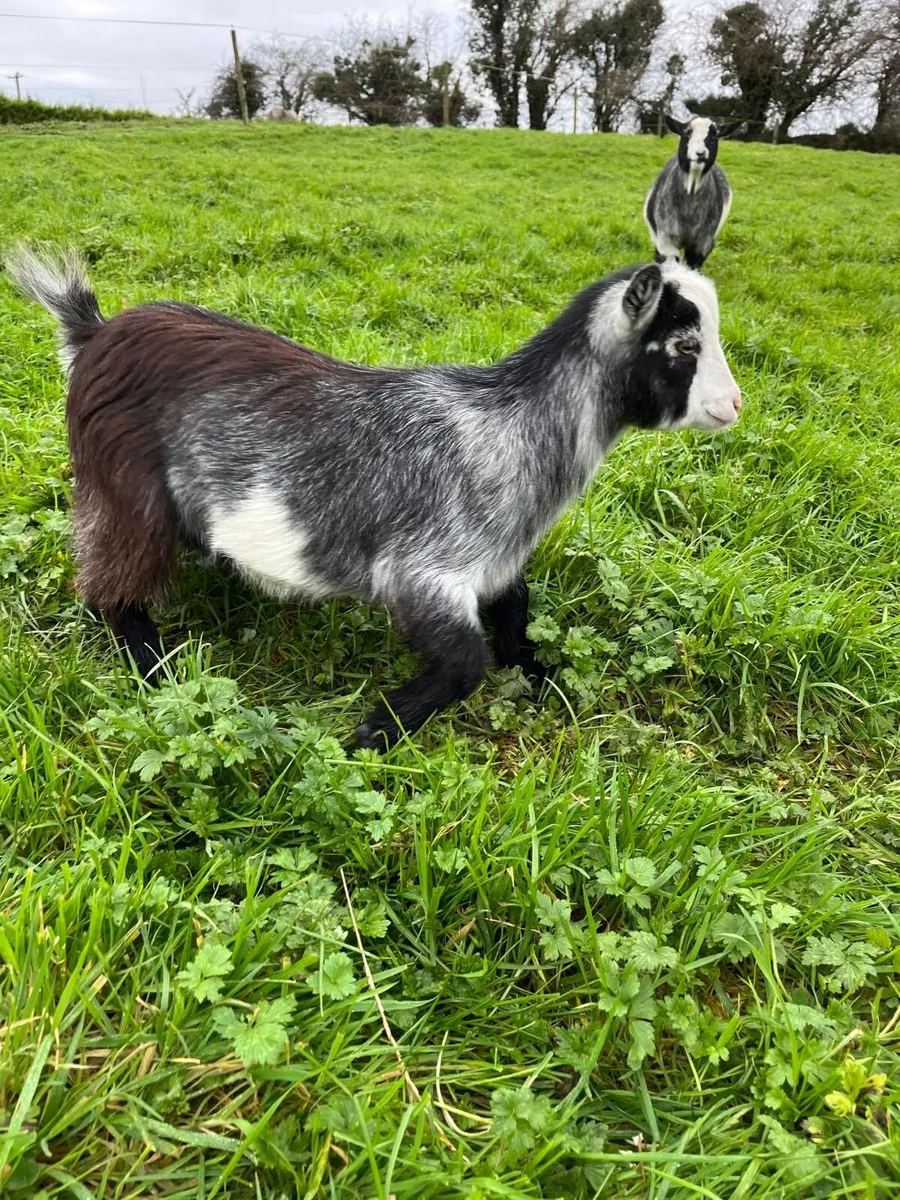 Pygmy Goats - Image 1