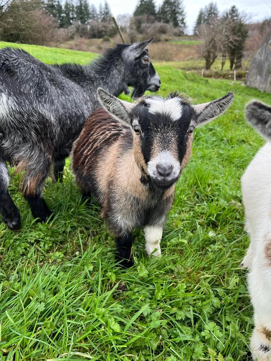 Pygmy Goats - Image 2