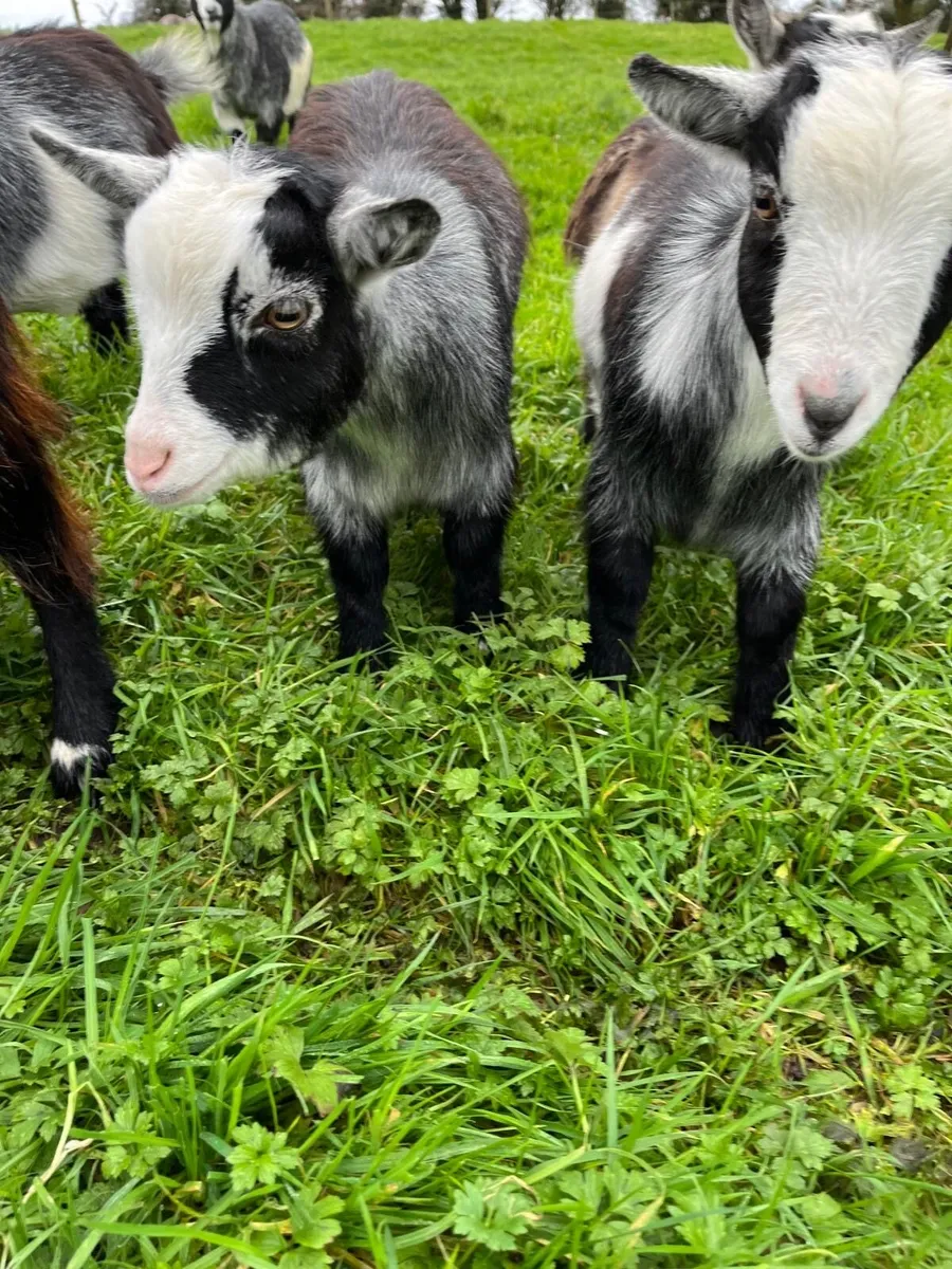 Pygmy Goats - Image 3