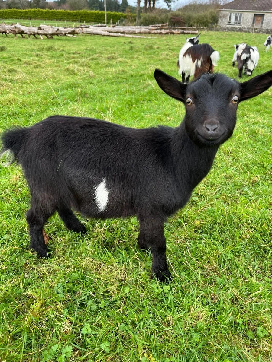 Pygmy Goats - Image 4