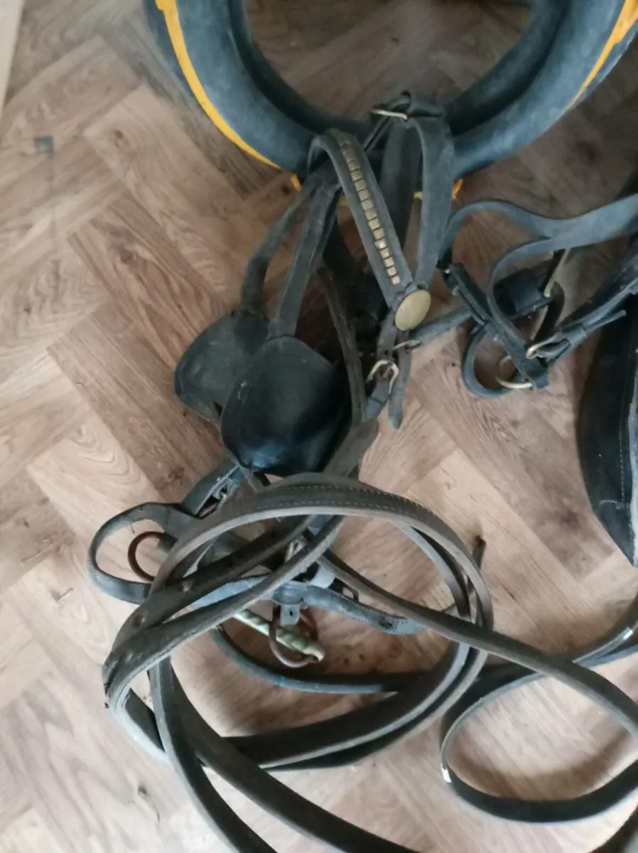 Pony  harness - Image 2