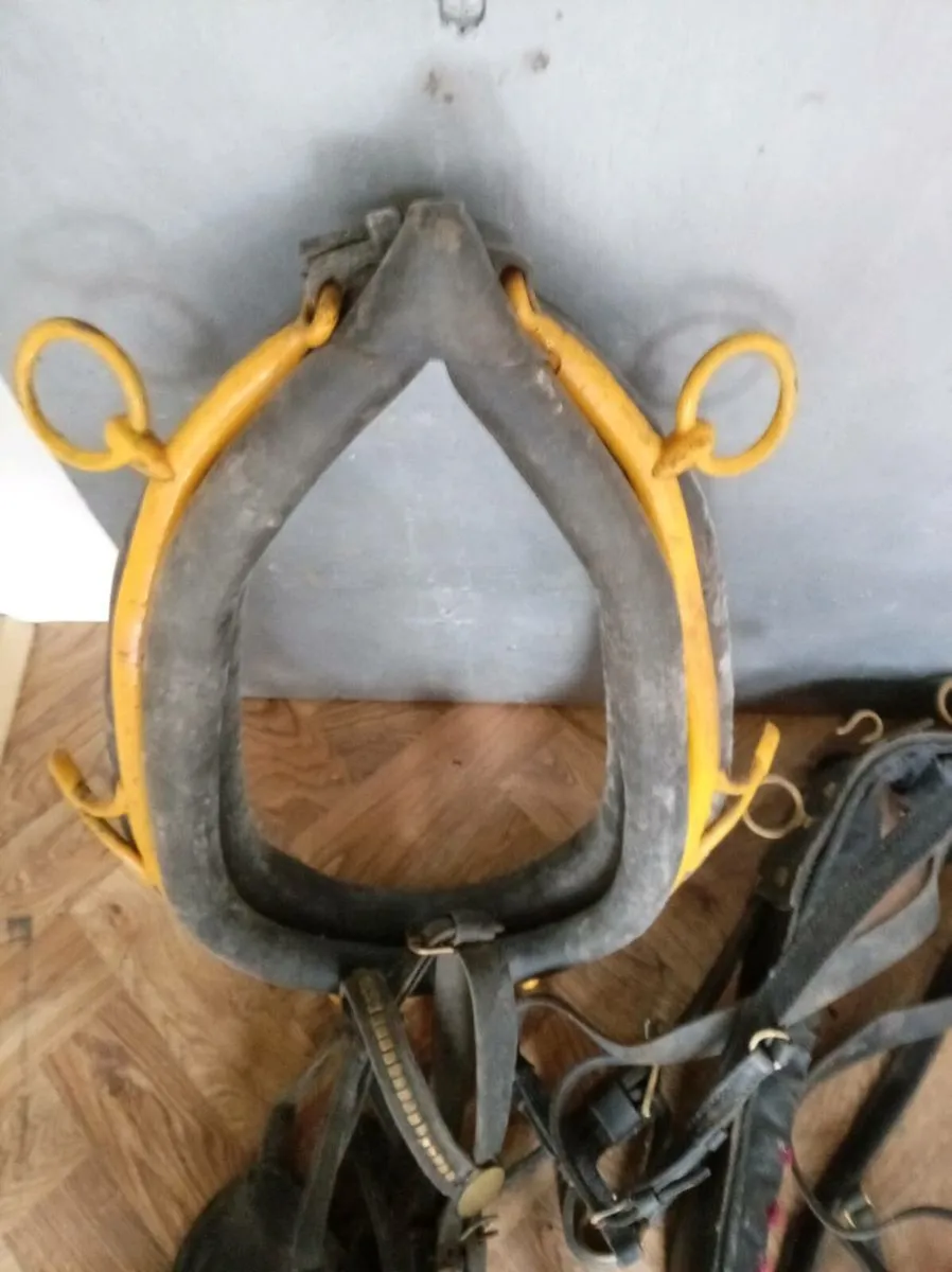 Pony  harness - Image 4