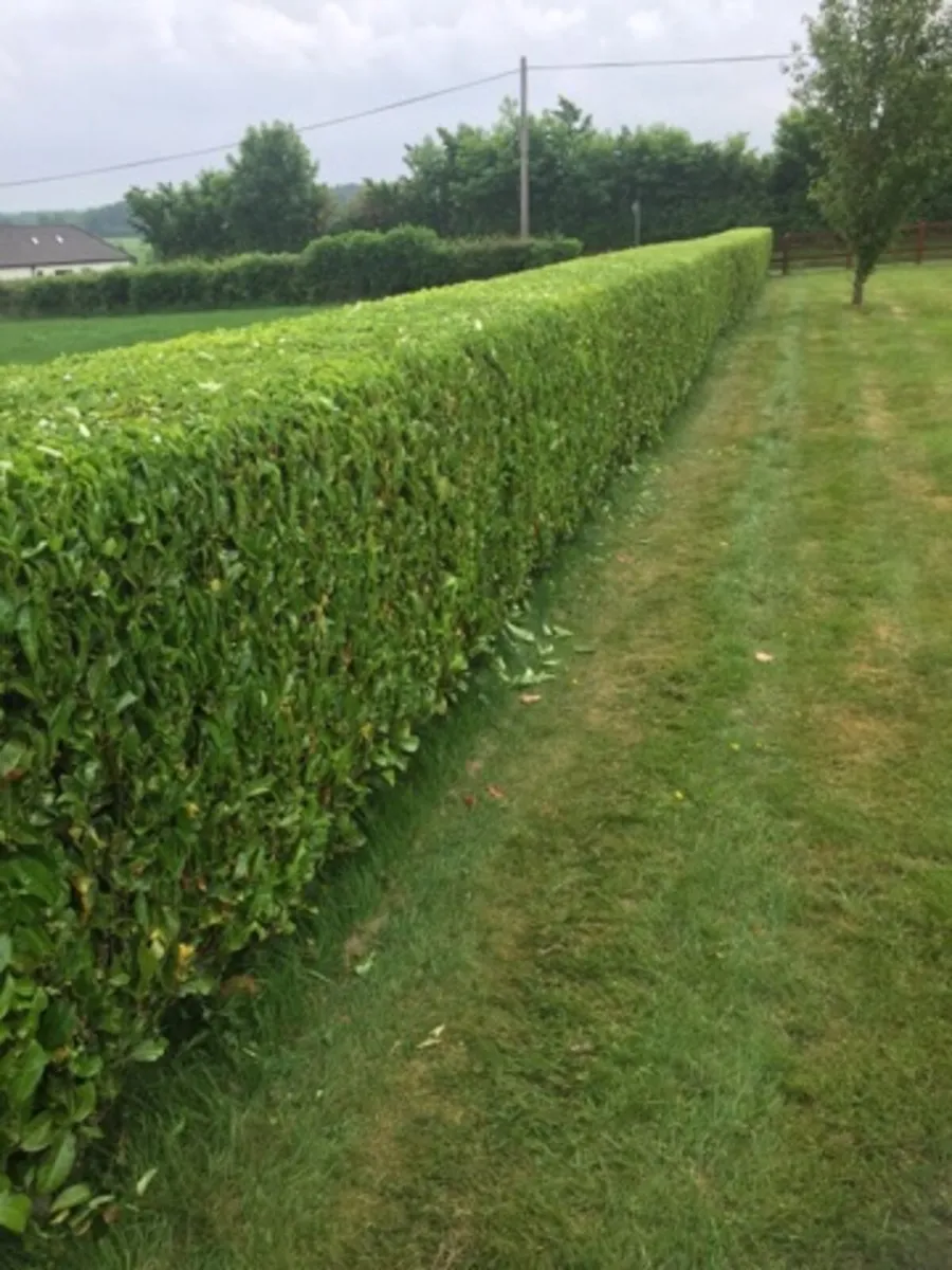 JOC Gardening Services - Image 1