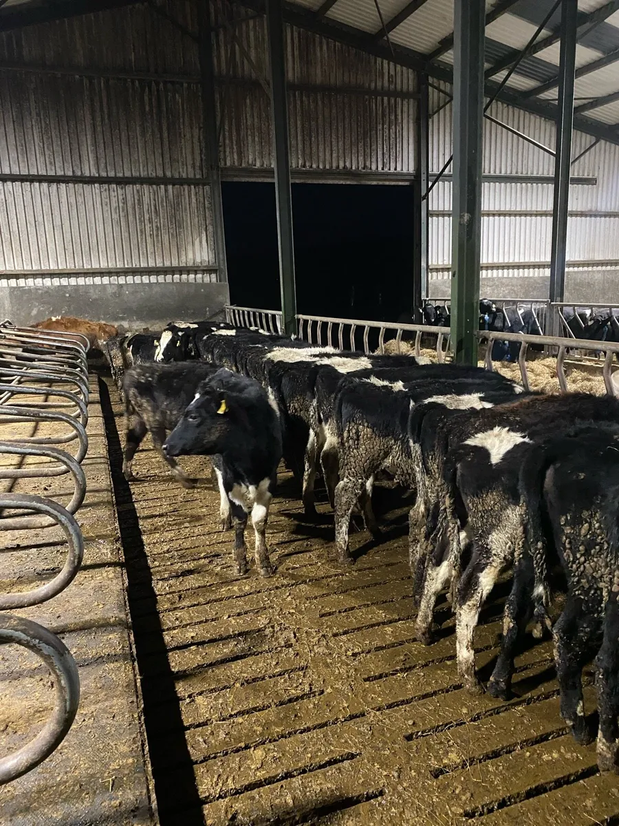 High EBI Fr weanlings - Image 1