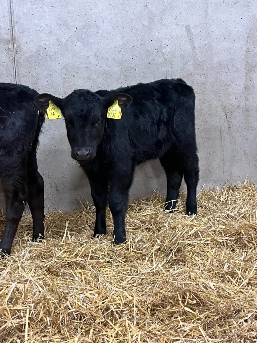 7 Heifer Calves - Image 2