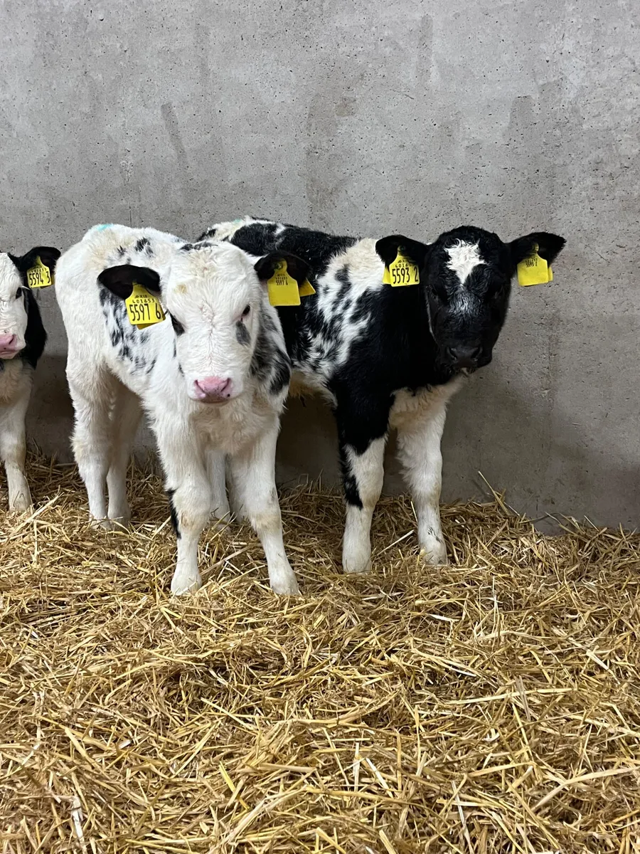 7 Heifer Calves - Image 1