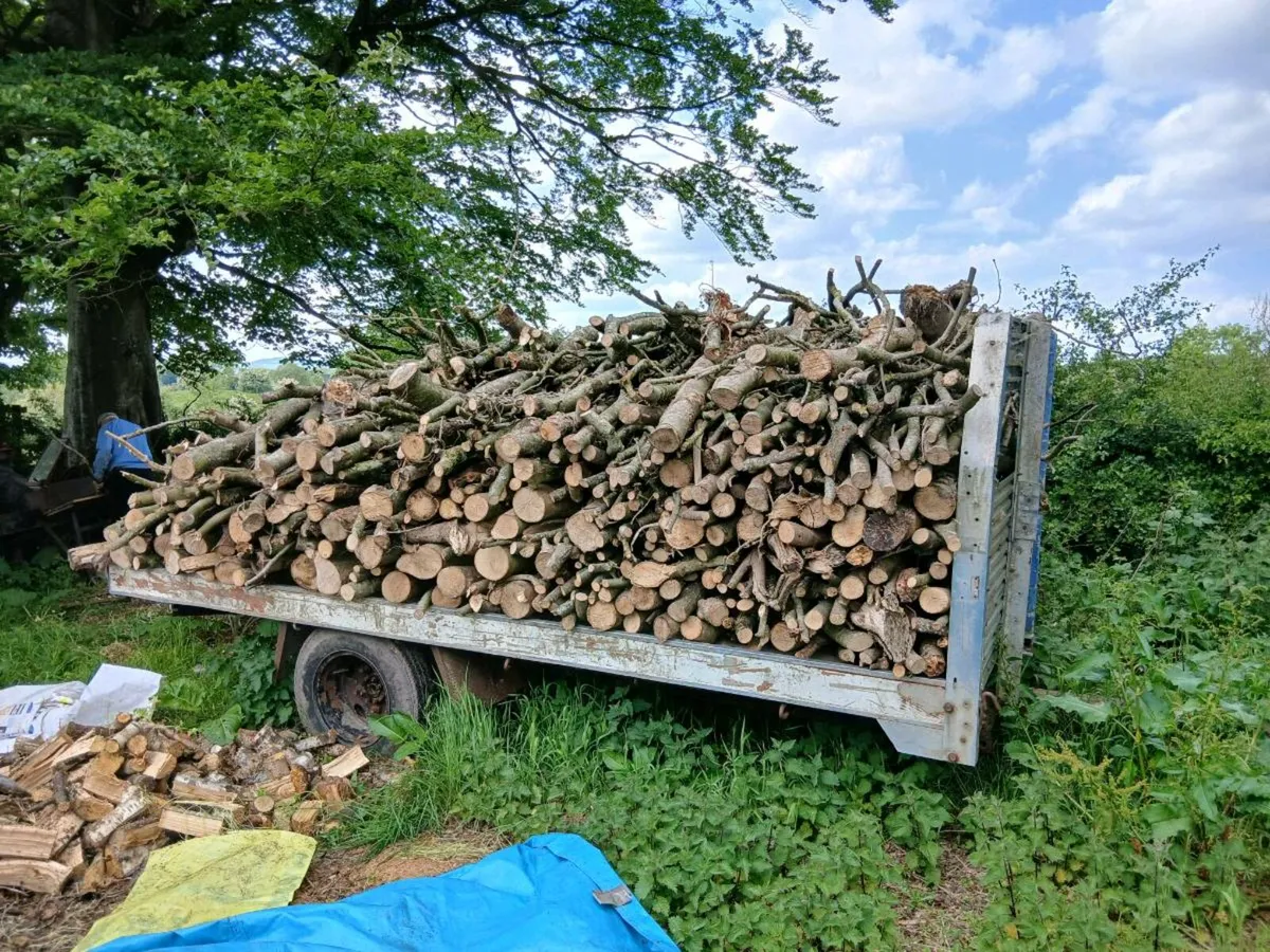 Firewood - Image 1