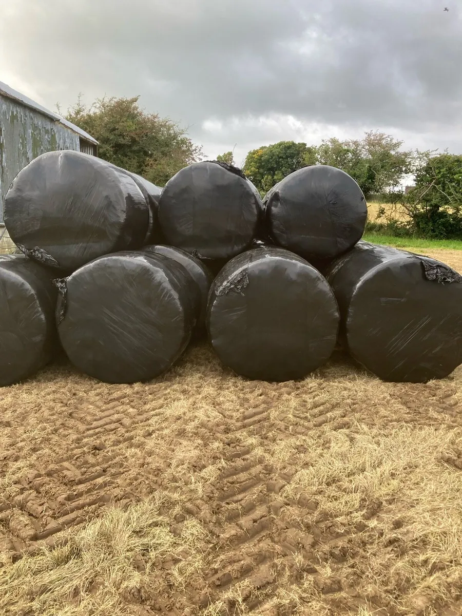 Round bales of silage - Image 1