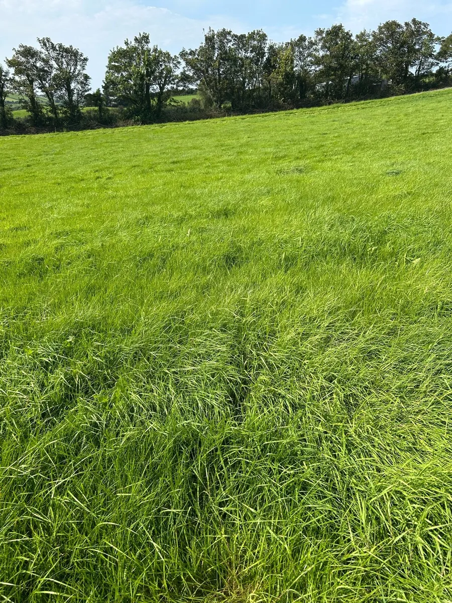 Round bales of silage - Image 2