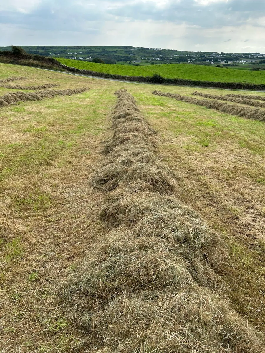 Round bales of silage - Image 3