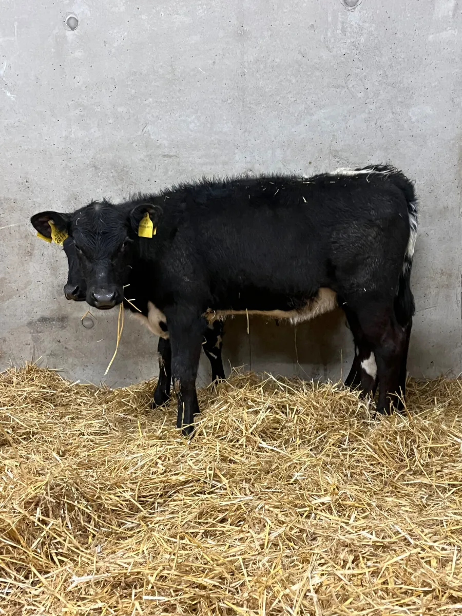 3 Reared Angus Heifers - Image 2