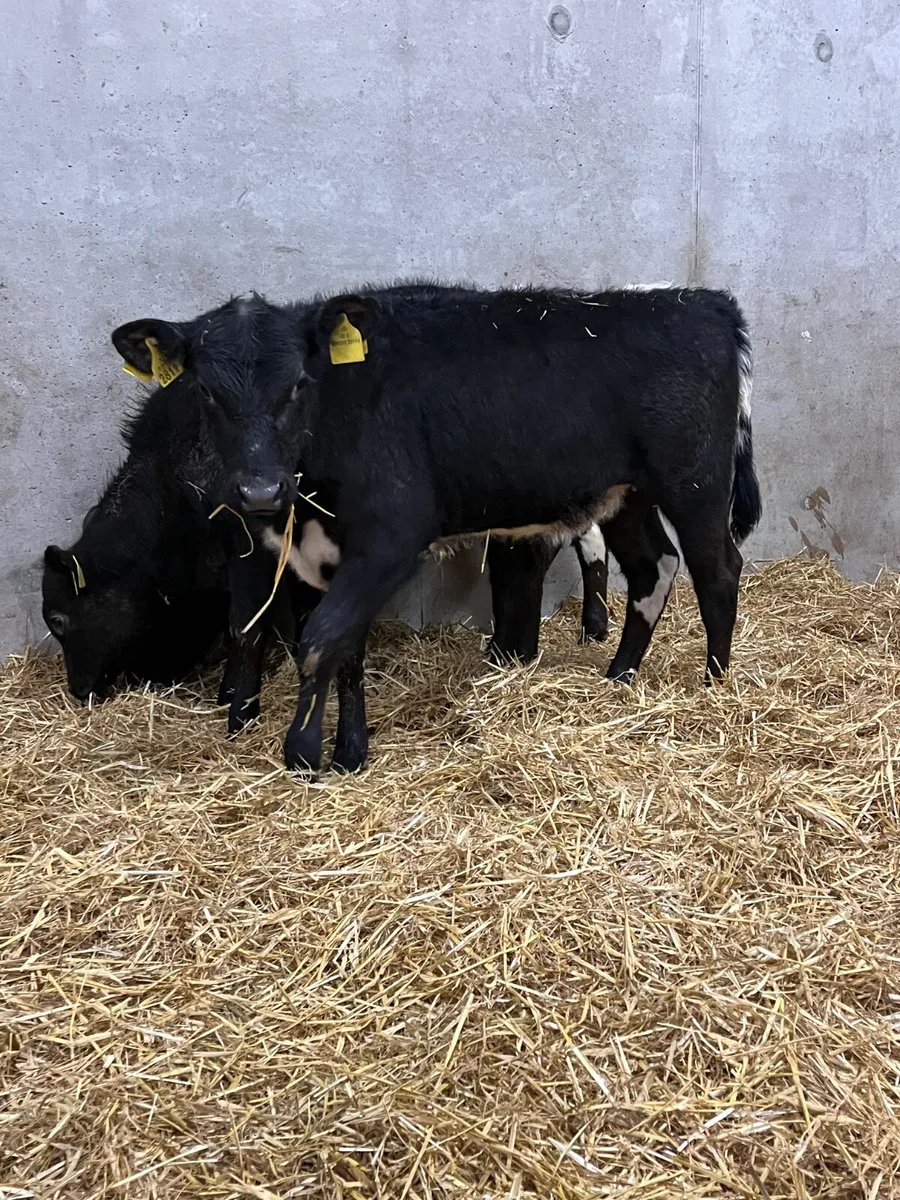 3 Reared Angus Heifers - Image 4