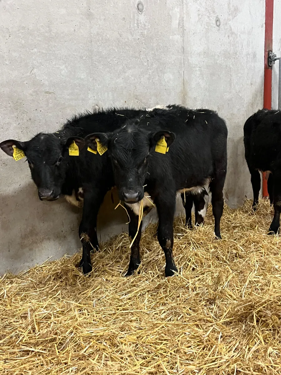 3 Reared Angus Heifers - Image 1