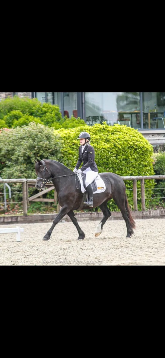 Beautiful Black Beauty - Image 1