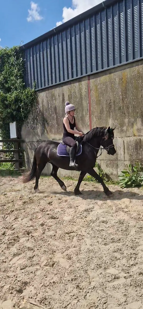 Beautiful Black Beauty - Image 2