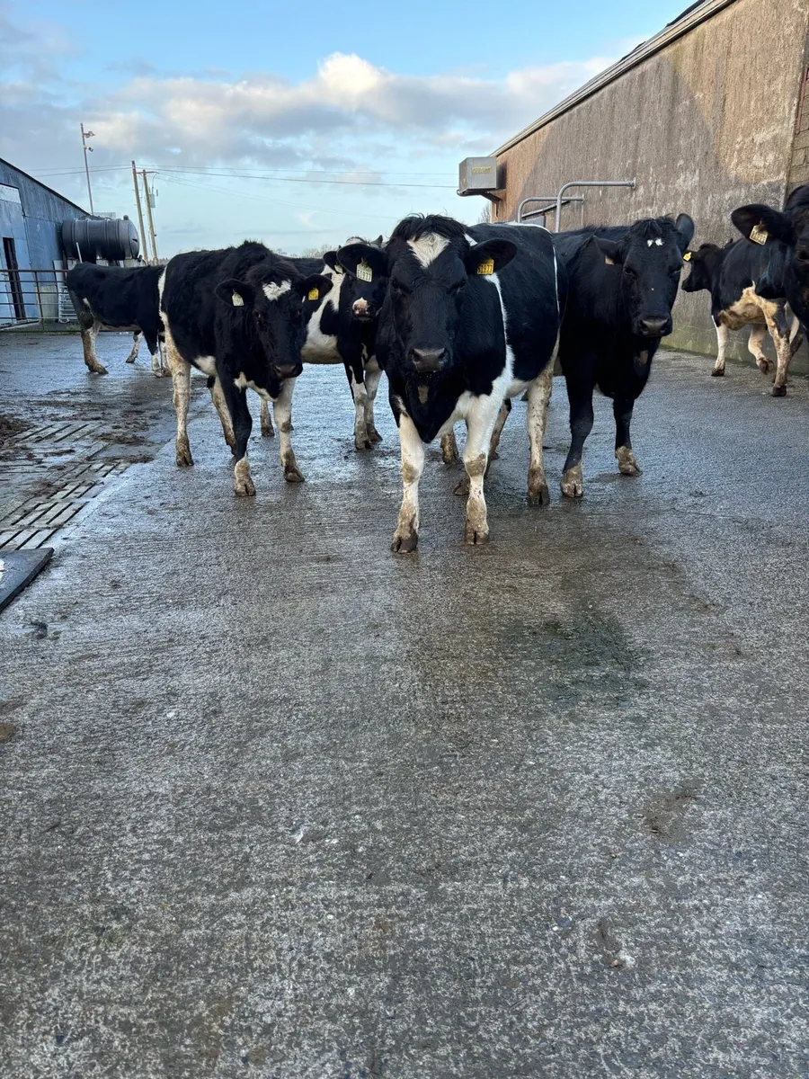 Incalf heifers - Image 2