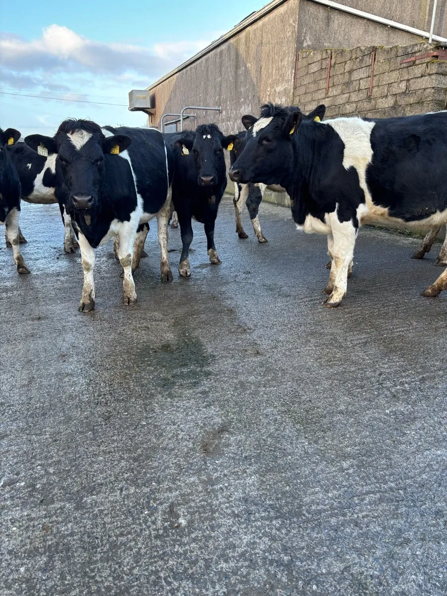 Incalf heifers - Image 1