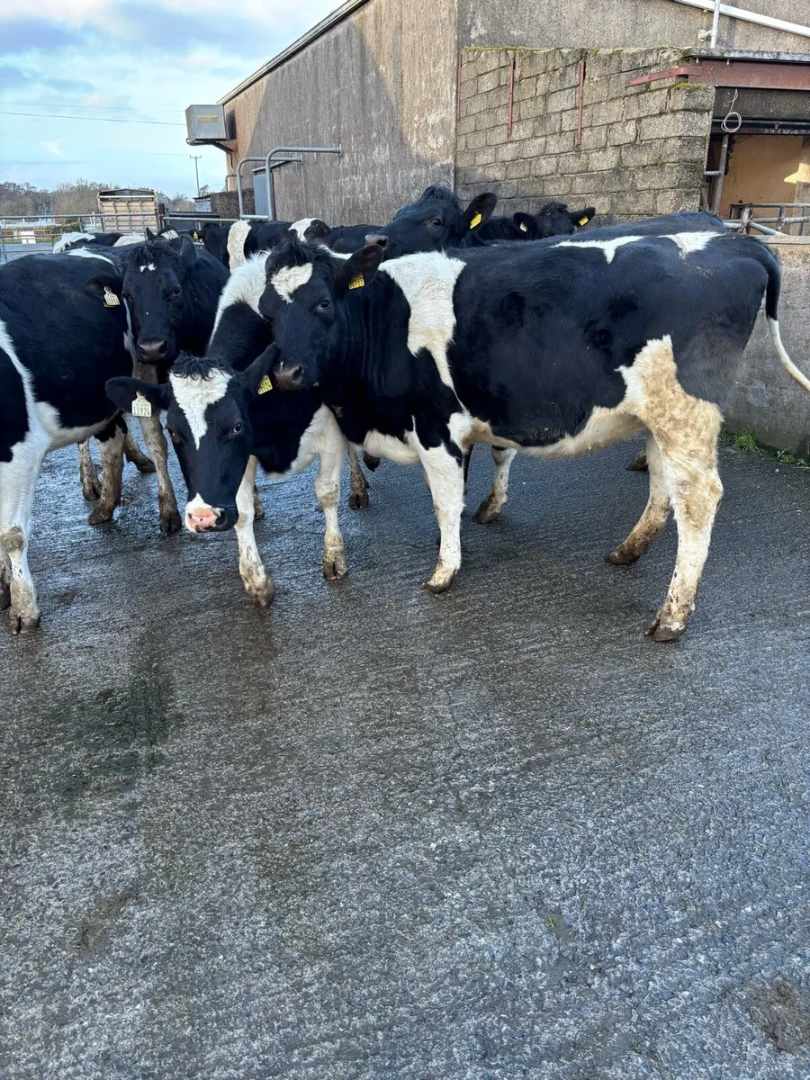 Incalf heifers - Image 3